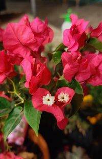 Close-up of pink flowering plant