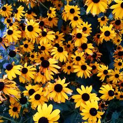 Full frame shot of yellow flowering plant