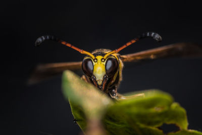 Close-up detailed of a wasp's head over black background