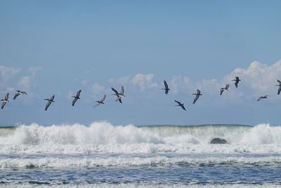 Birds flying over sea against sky