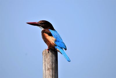 Kingfisher bird