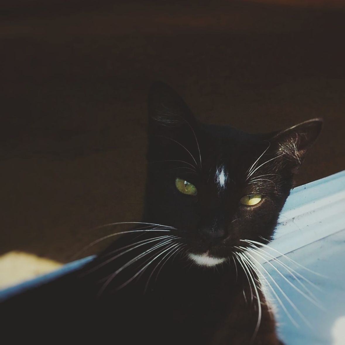 CLOSE-UP PORTRAIT OF CAT ON BLANKET