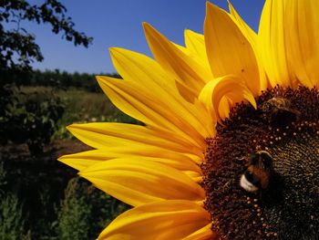 Close-up of sunflower