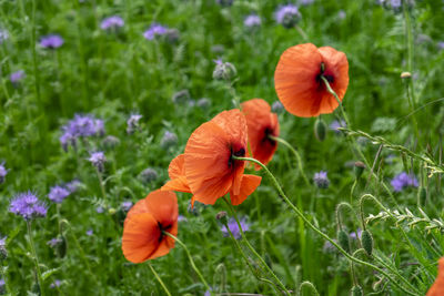 Close-up of poppy in the field of fiddlenecks.