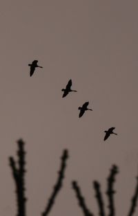 Low angle view of silhouette birds flying in sky