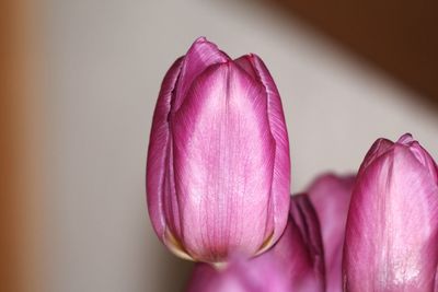 Close-up of pink tulip flower