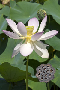 Close-up of white flowers