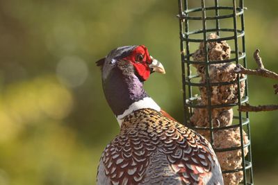 Close-up of bird by feeder
