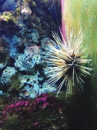 Close-up of coral underwater