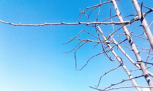Low angle view of branch against blue sky