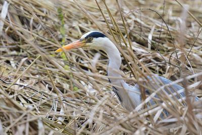 Close-up of a heron in long grass 