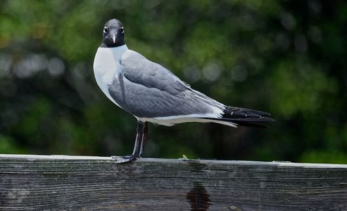 Black-headed gull perching on wooden fence during sunny day