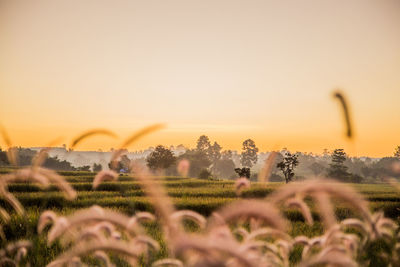 Scenic view of field against clear sky during sunset