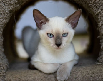 Close-up portrait of white cat