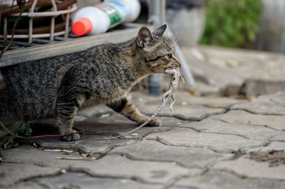 Cat with lizard catch 