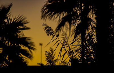 Low angle view of silhouette palm trees against sky during sunset