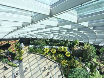 High angle view of plants in greenhouse