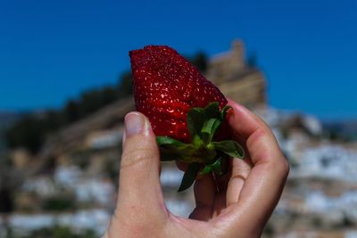 Close-up of hand holding red berries