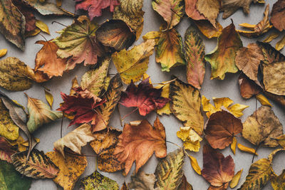 High angle view of maple leaves