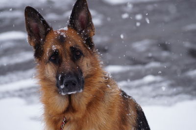 Portrait of german shepherd during winter