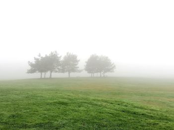 Trees on field against sky during foggy weather