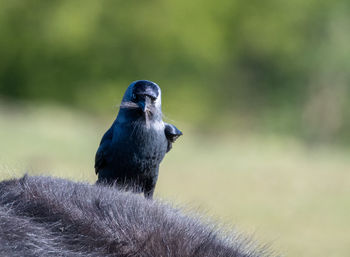 Close-up of bird perching on plant