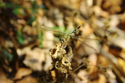 Close-up of insect on plant