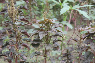 Close-up of flowering plant