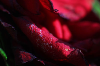 Full frame shot of red flower