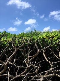 Close-up of plants growing on field against sky