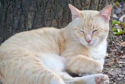 Close-up of a cat sleeping