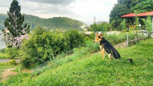 Portrait of dog on grass against sky