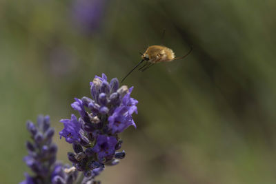 Close-up of insect on purple flower