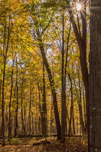 Trees in forest during autumn