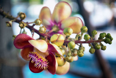 Close-up of flowering plant