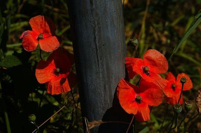 Close-up of red flowering plant
