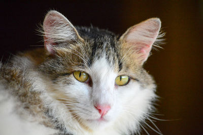 Close-up portrait of cat