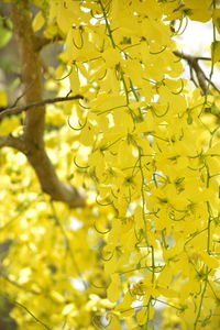 Close-up of yellow flowering plant