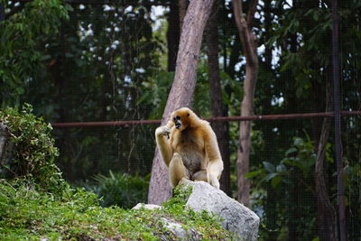 Monkey in a forest