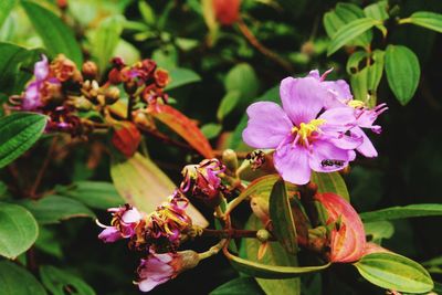 Close-up of pink flowering plant