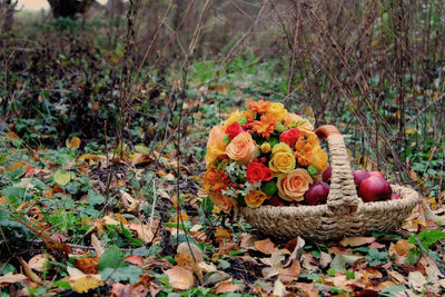 View of flowering plants in basket on field