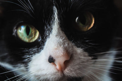 Close-up portrait of cat