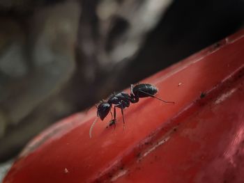 Close-up of insect