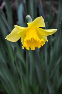 Close-up of yellow daffodil flower