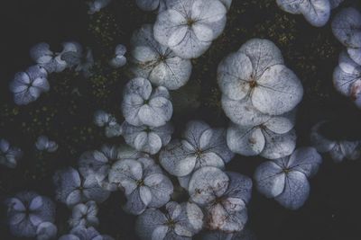 Close-up of white hydrangea