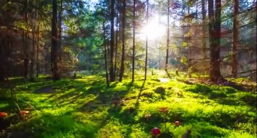 Sunlight streaming through trees in forest
