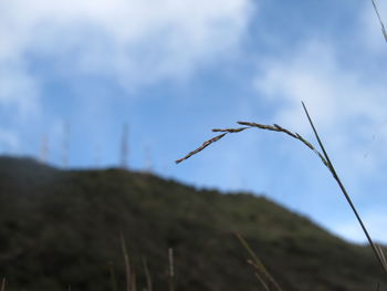 Close-up of plant against sky