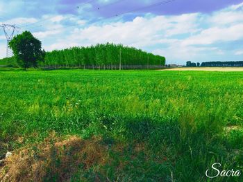 Scenic view of landscape against sky