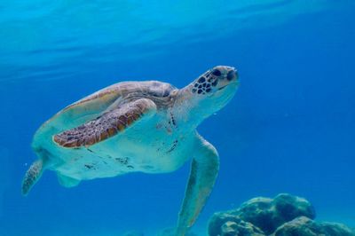 Turtle swimming in sea