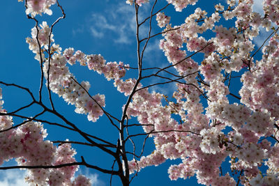 Low angle view of blooming tree against sky